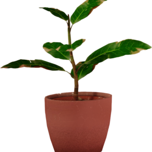 Room Freshing plant
