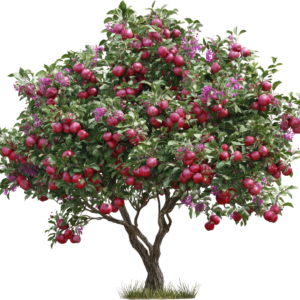 Apple Plant (fruits plants )
