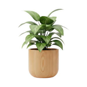 Green plant