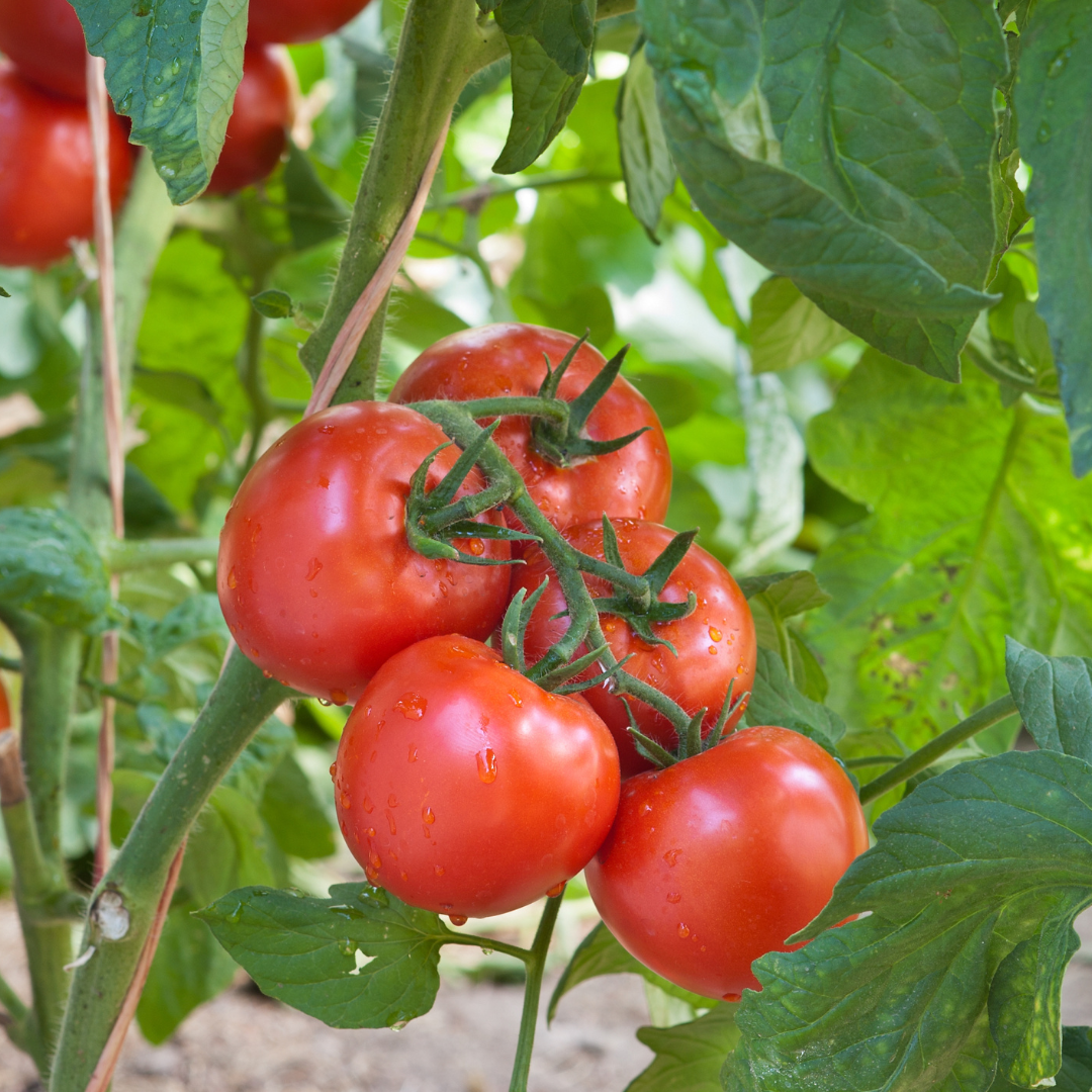 Apple Plant (fruits plants ) - Image 4